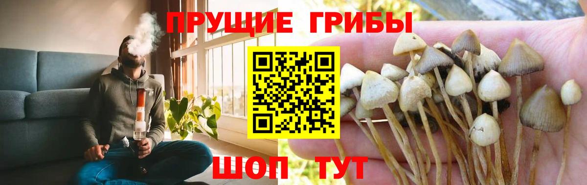 Сибай  Псилоцибиновые грибы Cubensis  Вход с VPN  Псилоцибиновые грибы Psilocybine cubensis 